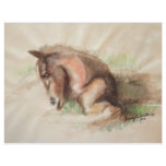 Foal Relaxing flyers