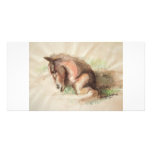 Foal Relaxing photo cards
