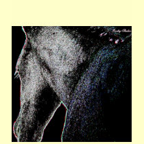 foal shirts