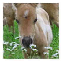 Foal Smelling Daisies Canvas Print posters
