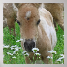 Foal Smelling Daisies Canvas Print
