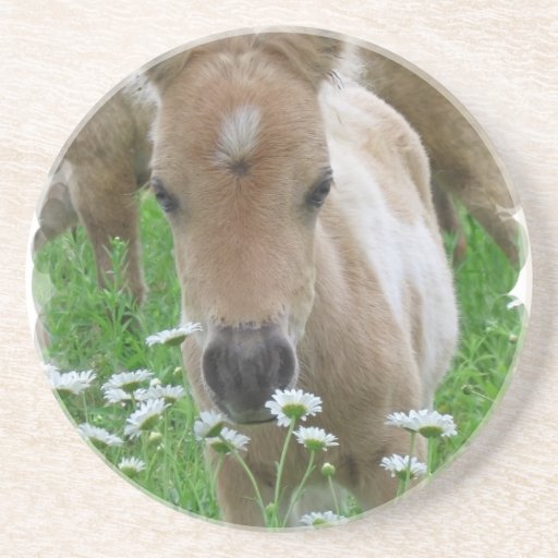 Foal Smelling Daisies Coasters