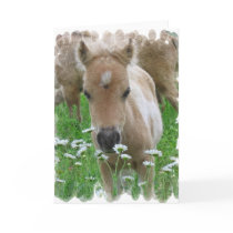 Foal Smelling Daisies Greeting Card