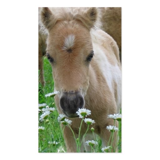 Foal Smelling Daisies on Business Card (back side)