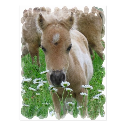 Foal Smelling Daisies Postcard