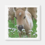 Foal Smelling Daisies Square Magnet