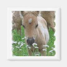 Foal Smelling Daisies Square Magnet