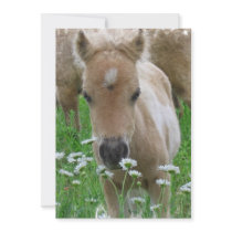 Foal Smelling Flowers Invitation
