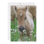Foal Smelling Flowers Invitation