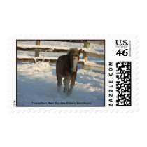 Foal Snow stamp by equineelders Foal Snow stamp