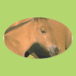 Foal Stickers