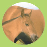 Foal Sticker