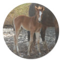 Foal stickers