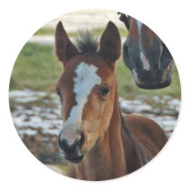 Foal stickers