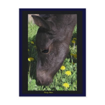 Foal's First Taste Postcard