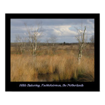 Fochteloërveen posters