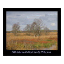 Fochteloërveen posters by lifethrualens Fochteloërveen posters
