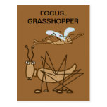 FOCUS GRASSHOPPER POST CARDS