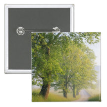 Fog covered road, Cades Cove, Great Smoky Pinback Buttons