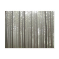 Fog Forest Postcard
