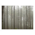 Fog Forest Poster posters