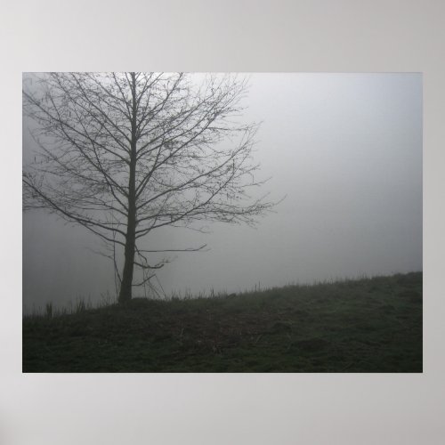 Bare tree in the fog