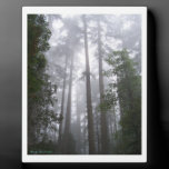 Fog Through The Trees plaques