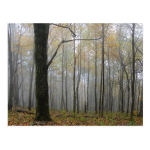 Fog Through the Trees Post Card