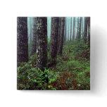 Foggy morning, Coast Range, Oregon Pin