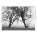 Foggy Trees Black & White cards by DocPixel Foggy Trees Black & White cards