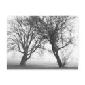 Foggy Trees Black & White postcards by DocPixel Foggy Trees Black & White postcards