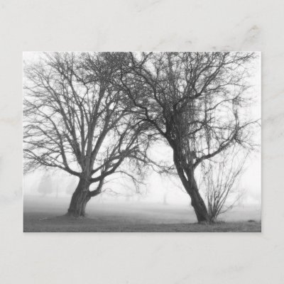 black and white pictures of trees. Foggy Trees Black amp;amp; White