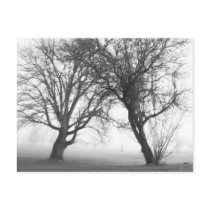 Foggy Trees Black & White postcards