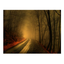 foggy wood post cards
