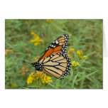 Folded wing Monarch Card