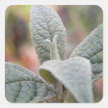 Foliage - Butterfly Bush Square Stickers
