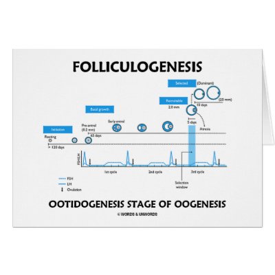 Diagram Of Oogenesis