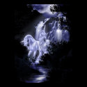 Follow the Moonlight