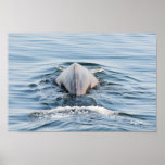 Following the Humpback Whale Poster