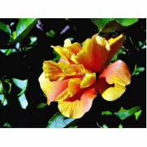 Folwers In San Diego photo sculptures