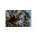 Food from the Tree posters by melysaduffy Food from the Tree posters