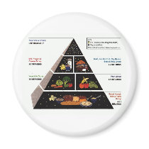 Food Pyramid Magnet by enjones01 Food Pyramid Magnet