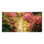 Footpath with azaleas photo cards