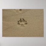 Footstep In Sand At France Posters