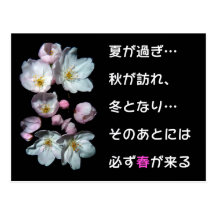 For fund-raising and Cherry blossoms, cherry tree Post Card