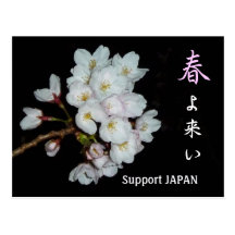 For fund-raising and Cherry blossoms, cherry tree Post Cards