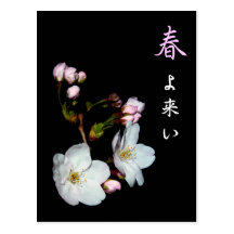 For fund-raising and Cherry blossoms, cherry tree Post Cards