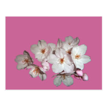 For fund-raising and Cherry blossoms, cherry tree Post Card
