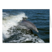 For the Love of Dolphins Cards