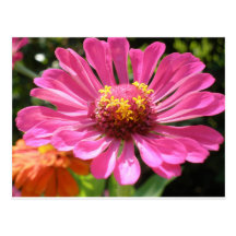 For The LOve of Zinnias Postcard